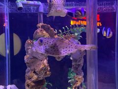 -太平洋海底世界