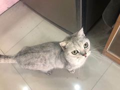 -喵百万·布偶·蓝金金渐层英短·猫舍(百子湾店)