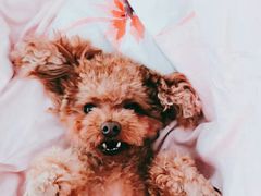 -邢大夫动物医院