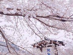 -醍醐寺