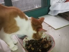 -爱侣宠医·鹦鹉专科·小型哺乳类·异宠专科(灵石路店)