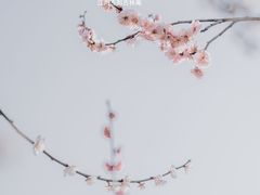 -南京古林公园