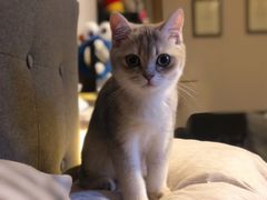 -东方名猫馆·英短金渐层布偶猫舍(环线广场1号楼店)