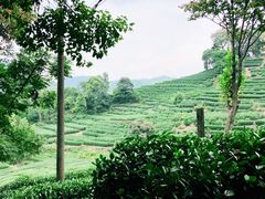 -十八棵（老龙井）御茶园(老龙井店)