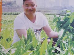 -新概念来凤鱼(璧山店)
