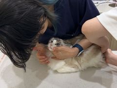 -佩兹宠物医院肿瘤专科·眼科·牙科(黄浦店)