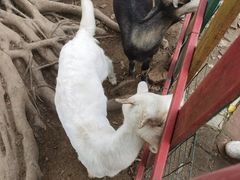 -广东花都香草世界旅游度假区
