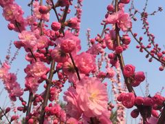 -大兴滨河森林公园