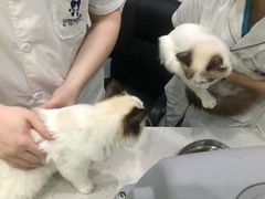 -贝利宠物医院·骨科·眼科·肿瘤转诊中心(南坪诊疗中心)