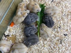 -昆明大悦城未来动物城(螺蛳湾中心店)