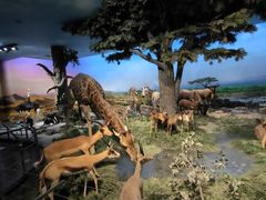 -国家自然博物馆