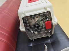 -瑞派天宁宠物医院·猫科·异宠中心