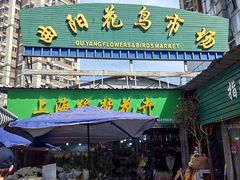 -曲阳花鸟市场(曲阳路店)