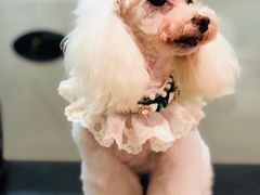 -PETKIT小佩宠物(昭化店)