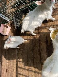 -小蜜蜂农场(凯德七宝购物广场店)