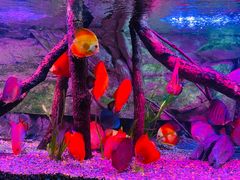 -上海海洋水族馆