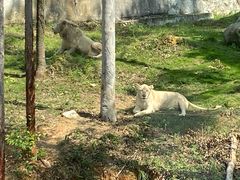 -泉州海丝野生动物世界
