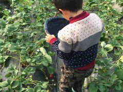 -青浦采草莓天天草莓园