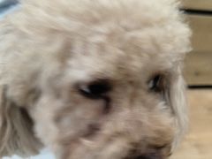 -艾贝尔宠物医院·24H转诊中心·肿瘤猫专科(江宁双龙店)