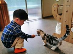 -飞行喵MR PILOT|猫舍·猫咖(静安大融城店)