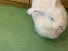 -藦茜花园宠物主题亲子互动体验馆(国顺东路店)