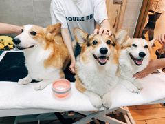 -Double Rui宠物酒店