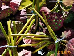 -野鸭湖国家湿地公园