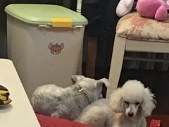 可可摩卡碎片星冰乐-星巴克(万都店)