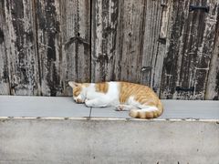 -鸣鹤古镇