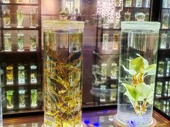 -广东中医药博物馆
