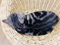 -李小姐の猫咖啡馆(五角场店)