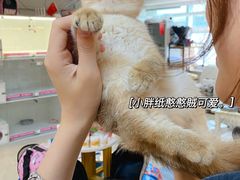 -lincat·猫舍(广州店)