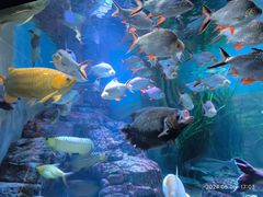 -上海海洋水族馆