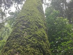 -西双版纳原始森林公园