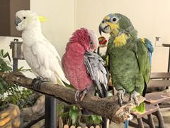 -吉隆坡雀鸟公园