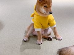 -逗柴咖啡屋·狗咖猫咖宠物桌游