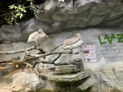 -Zoolung Zoolung动物主题公园(海信广场店)