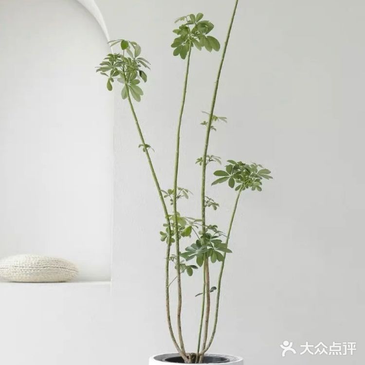 ins风家庭必备绿植推荐