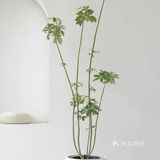 ins风家庭必备绿植推荐