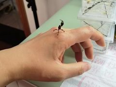 -上海昆虫博物馆