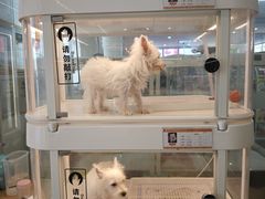 -翊宠yipet猫狗购宠庄园犬舍•猫舍