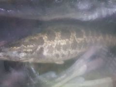 -颜氏双江清水鱼一养身火锅(磁器口店)