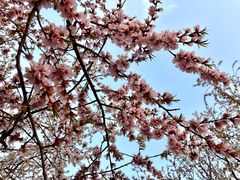 -桃花堤公园