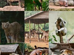 -广州长隆野生动物世界