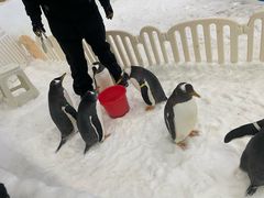 -广州热雪奇迹