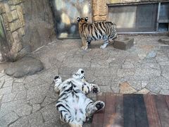 -上海野生动物园