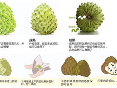 -沈阳市八家子水果批发市场