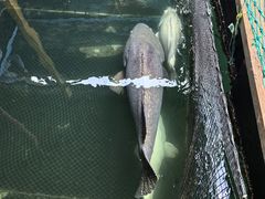 -蓝湾碧波·老字号·疍家非遗海上餐厅