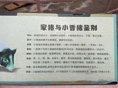 -深圳野生动物园