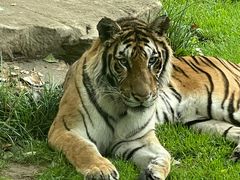 -北京野生动物园